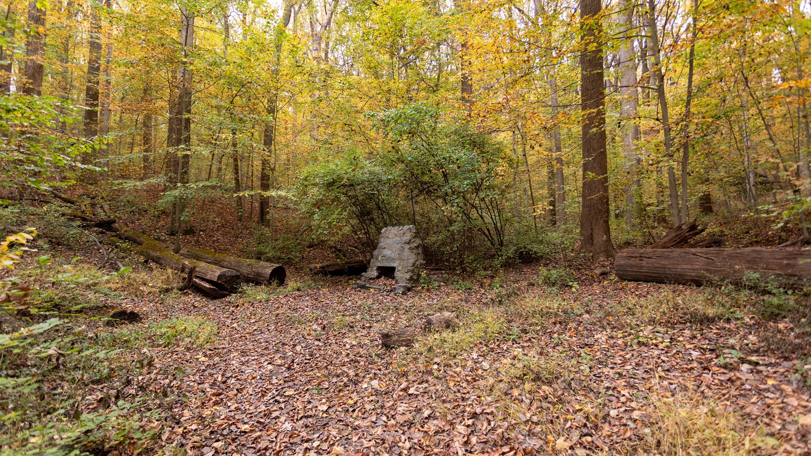 A picnic area in a wooded forest with leaves turning from green to yellow