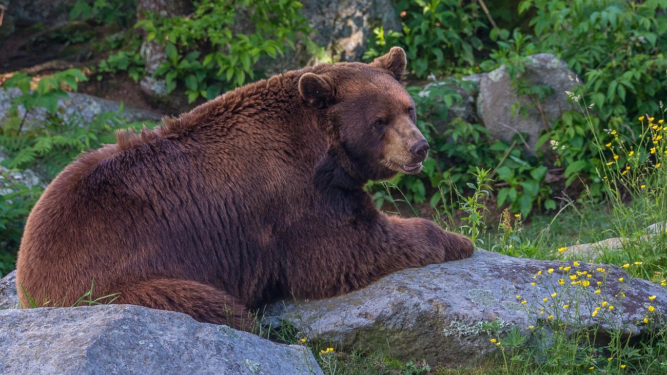 A black bear sitting on boulders surrounded by small, yellow wildflowers and green vegetation
