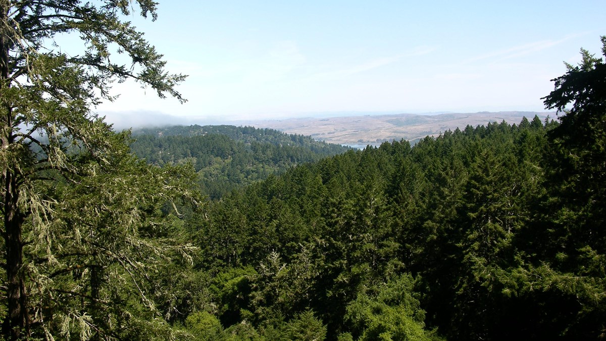 Conifer forests cover ridges in the foreground with a bay and grass-covered ridge in the distance.