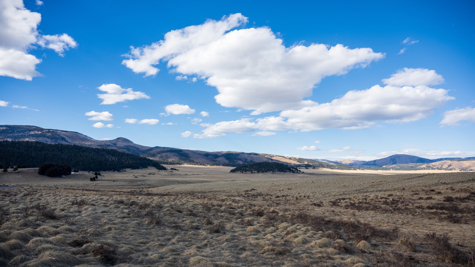A vast montane grassland with dormant, brown bunch grasses under a bright blue sky and fluffy clouds