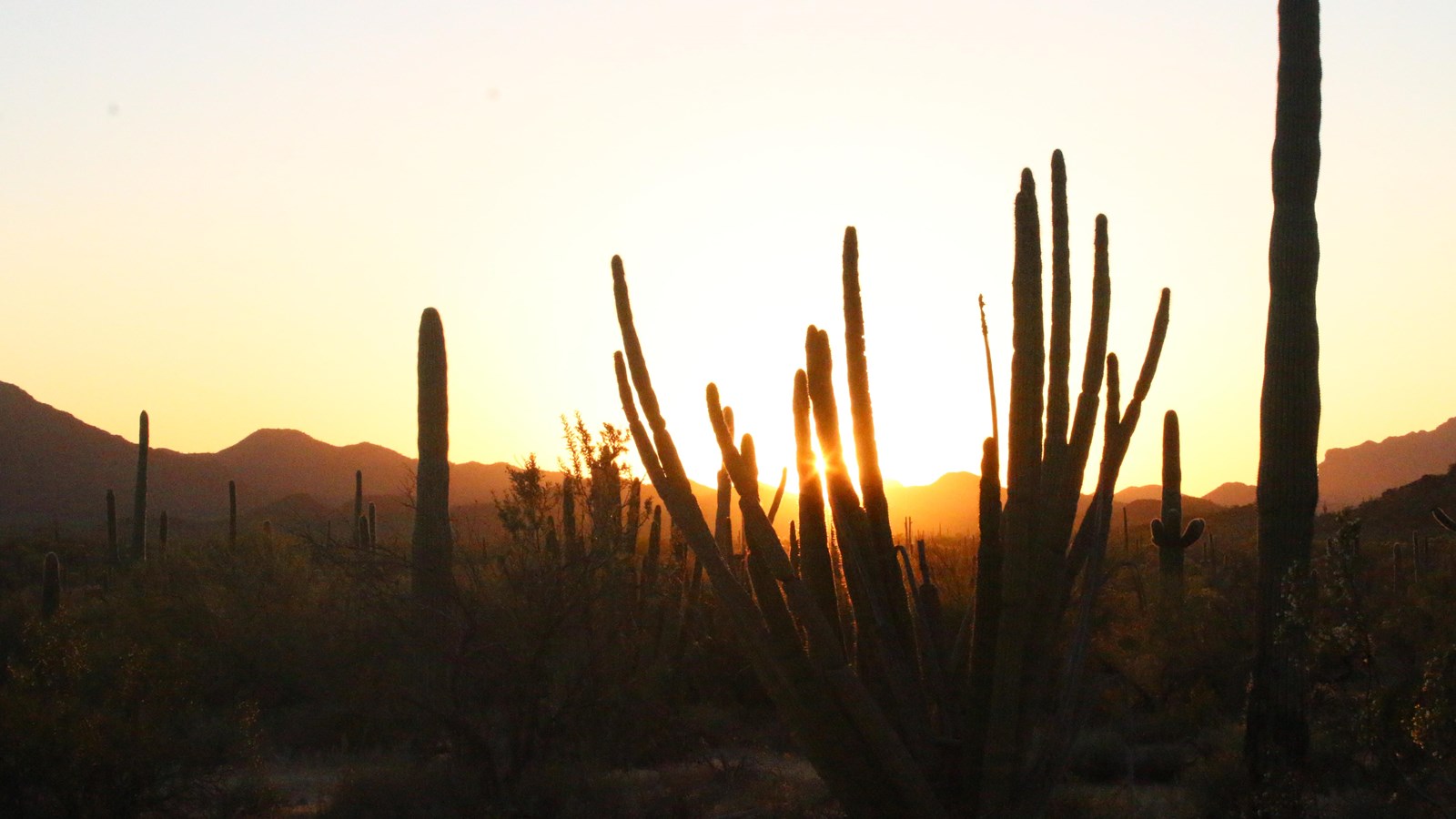 Sunset along Ajo Mountain drive, with the sun setting behind the silhouette of an organ pipe cactus.