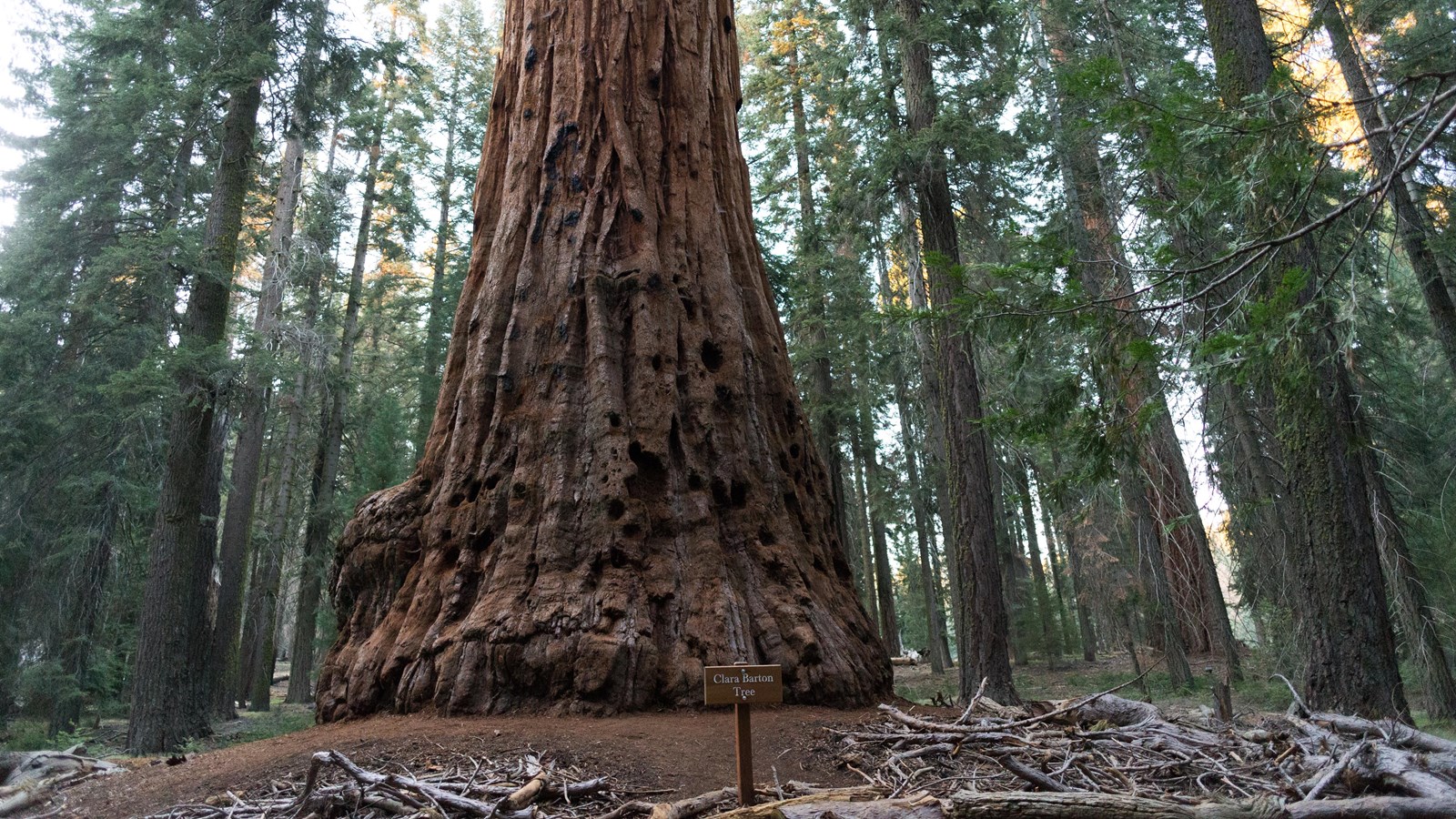 A majestic Giant Sequoia stands out among the surrounding trees 