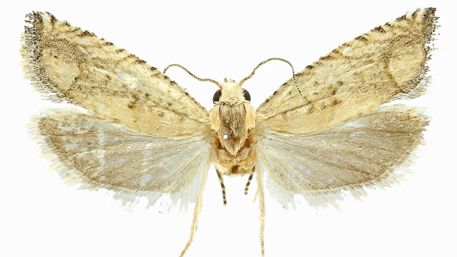 Light yellow moth with dark markings on white background