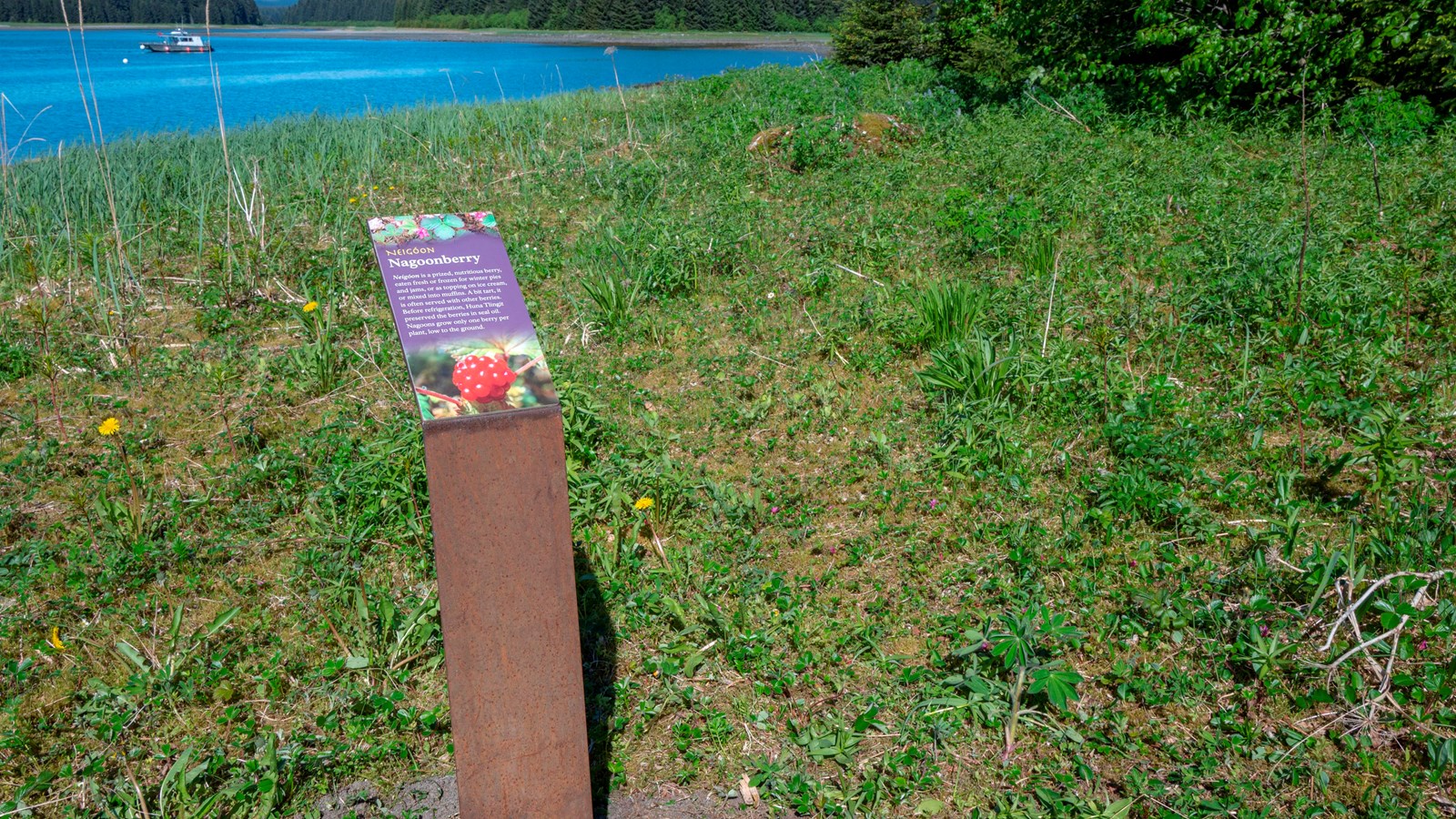 Nagoonberry info sign on beach Meadow. Sign text is copied on this page.