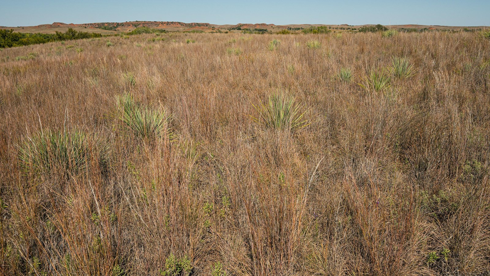 A wide grassland with red hills in the distance.