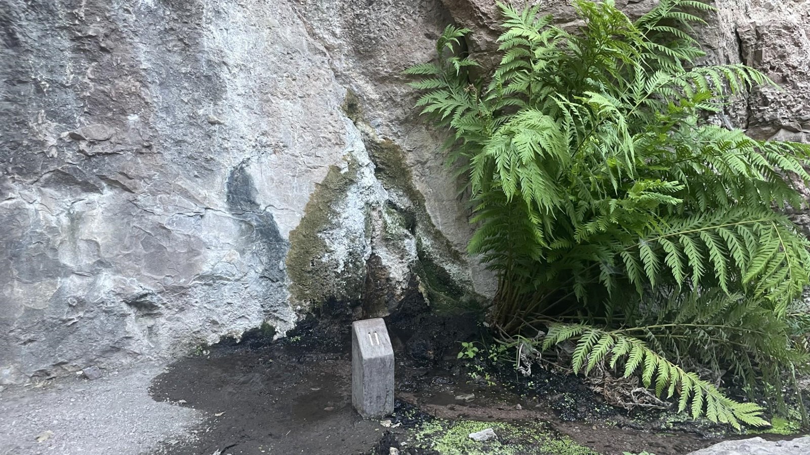 Spring trickling out of the bottom of rock wall.