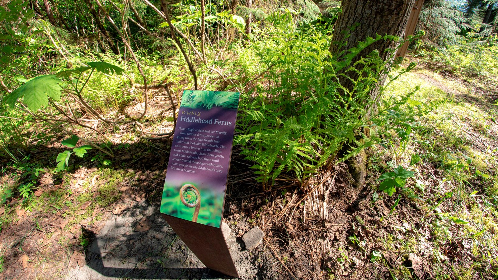 Info sign and fiddlehead fern. Sign\'s text is copied on this page.