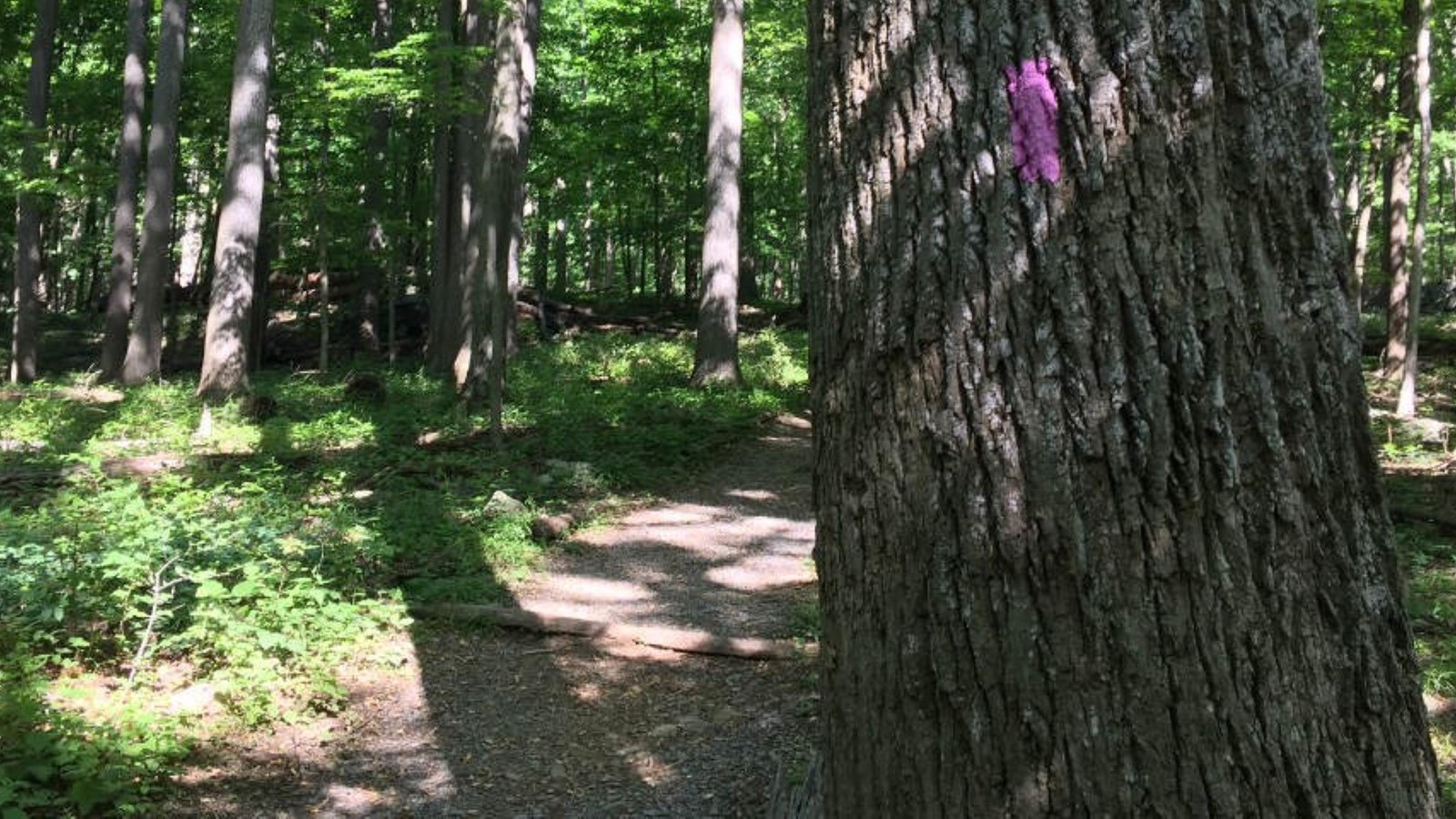 A large tree trunk with a pink colored blaze on its side, standing next to a trail in a forest.