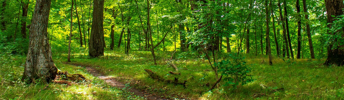 Trail through oak and maple forest
