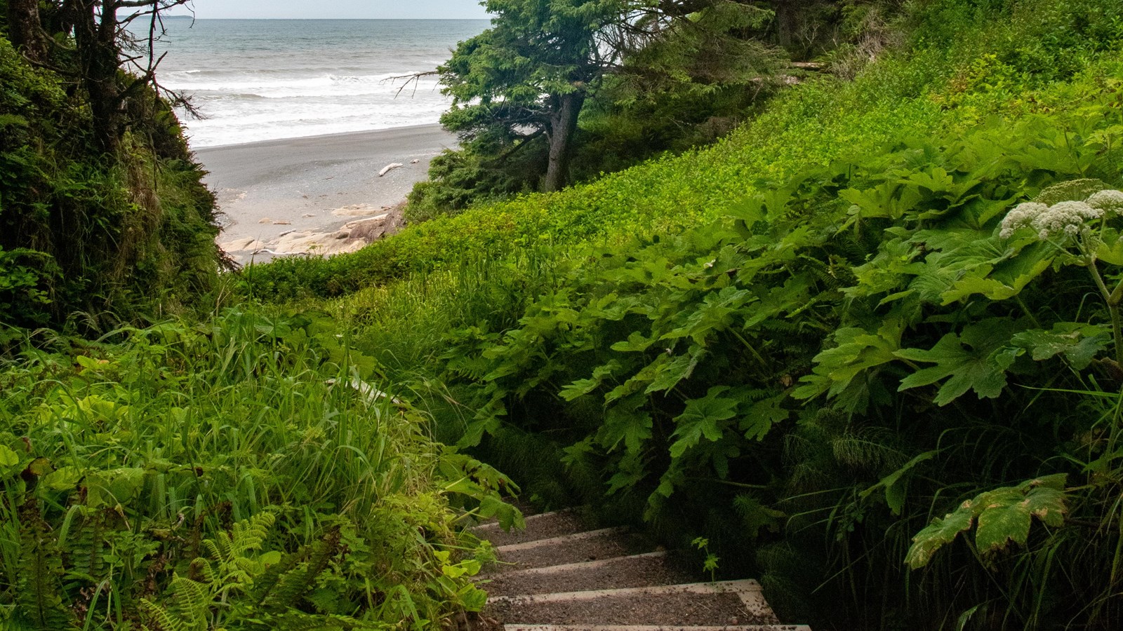 Gravelly staircase leads through foliage down toward a beach.