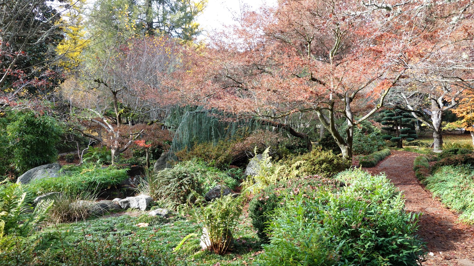 Path through a wooded area. 