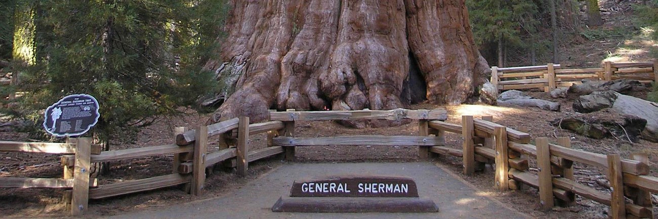 The General Sherman Tree. NPS Photo