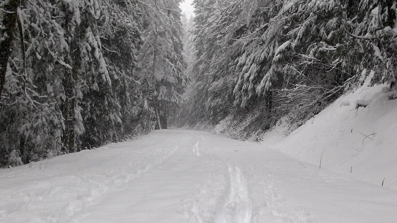 Cross-country ski tracks follow a snowy road surrounded by forest. 