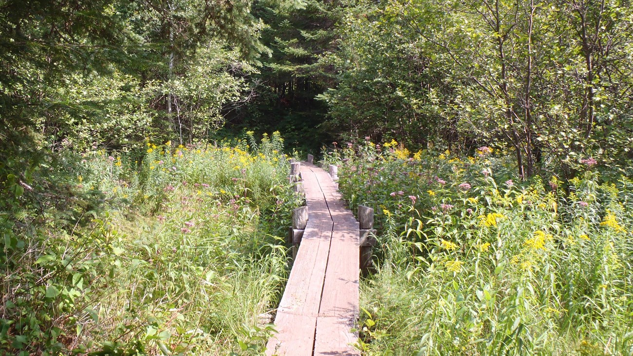 Wildflowers surround a plank bridge a part of a trail in the forest. 