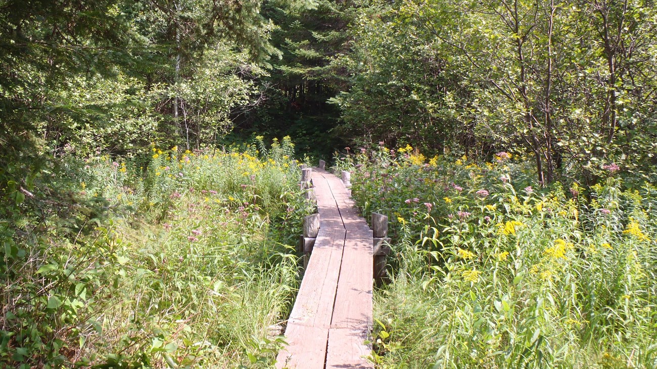 Wildflowers surround a plank bridge a part of a trail in the forest.