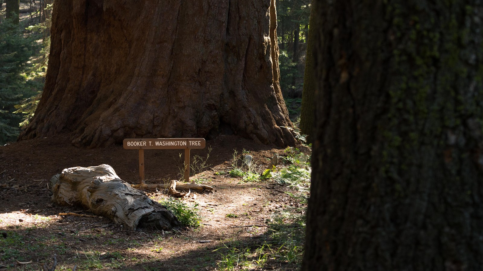 A wooden sign labeled after Booker T. Washington sits in front of a large Giant Sequoia Tree