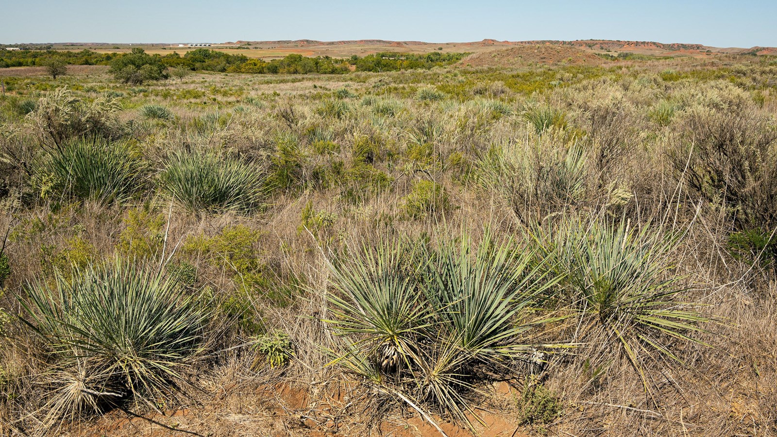 A wide grassland with a line of trees running through its bottom with red hills in the distance.