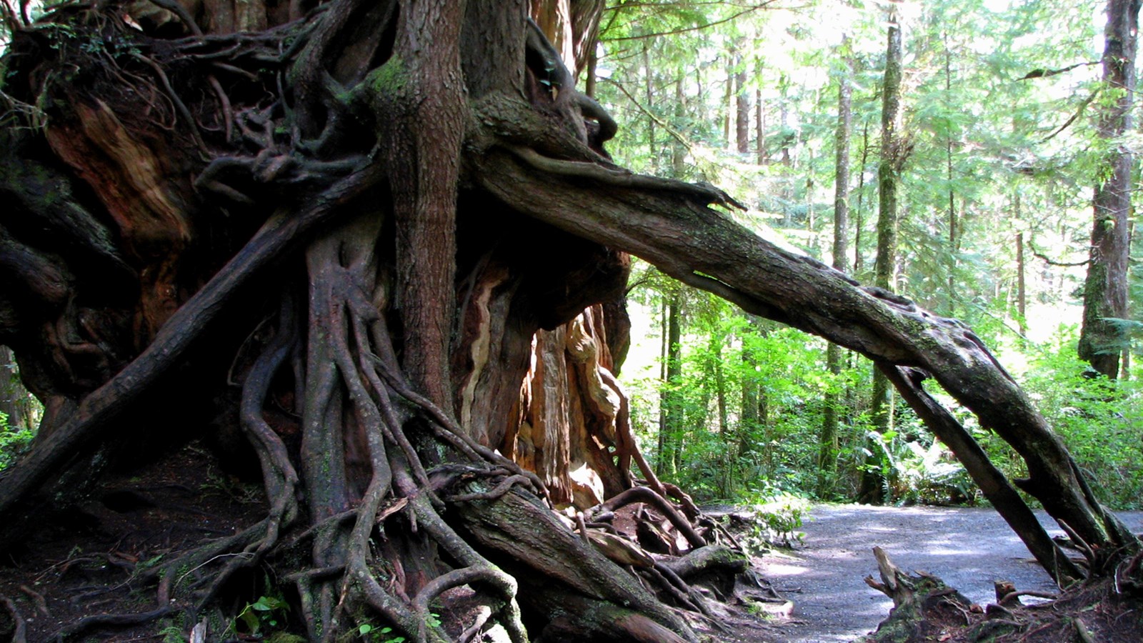 The exposed roots of a massive tree