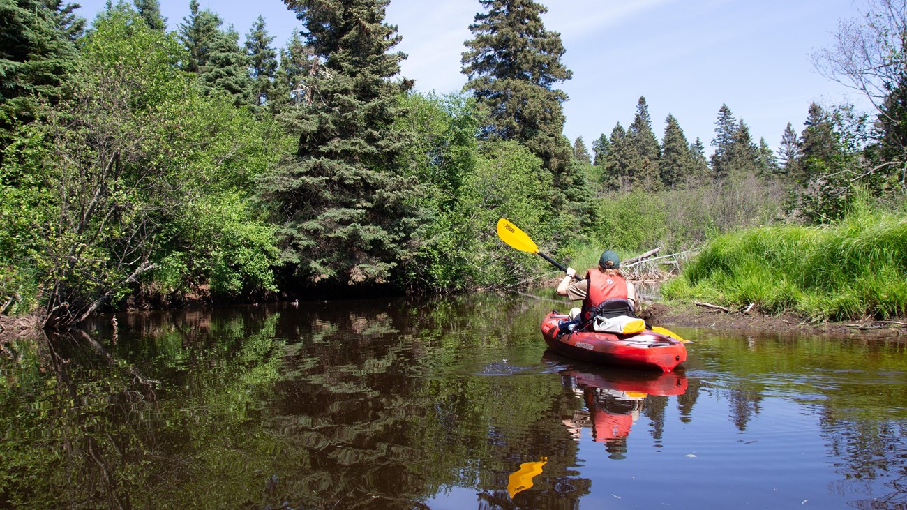 A person kayaks in a creek surrounded by forest. 