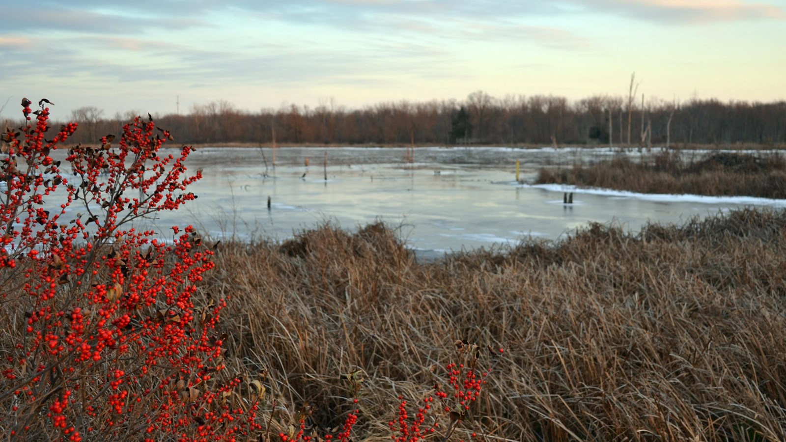 The water in the great marsh is frozen.  Brown grass surrounds the wetland.