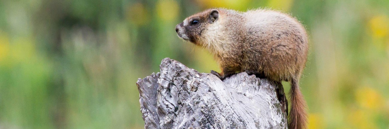 Marmot. Photo by Donald Quintana