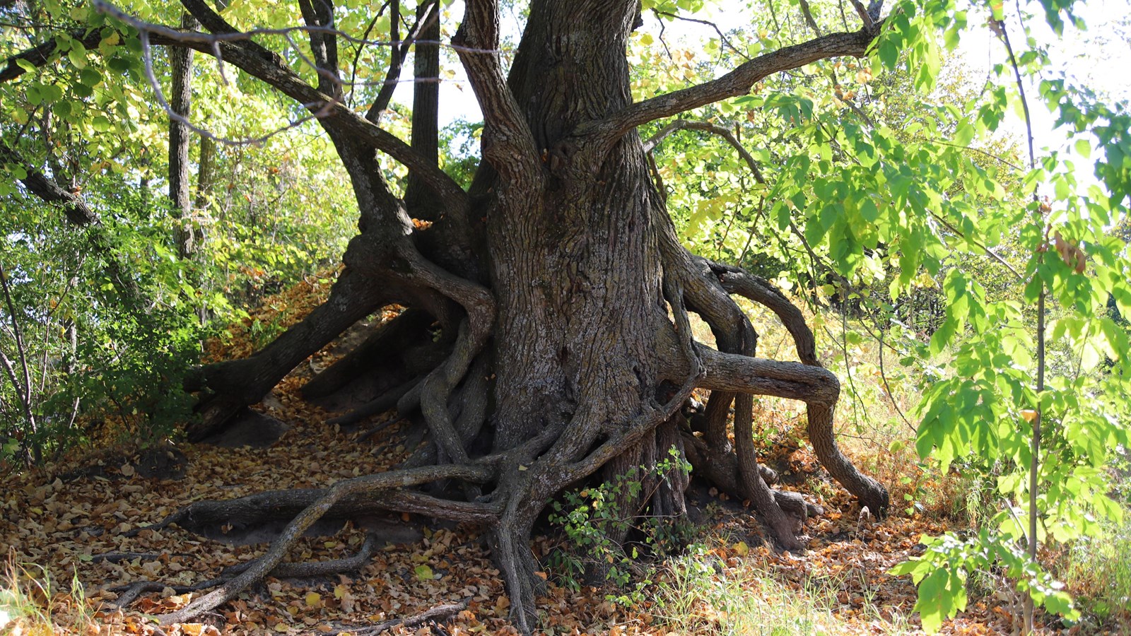 Wide Basswood tree with tangled knots of roots at the base to survive.
