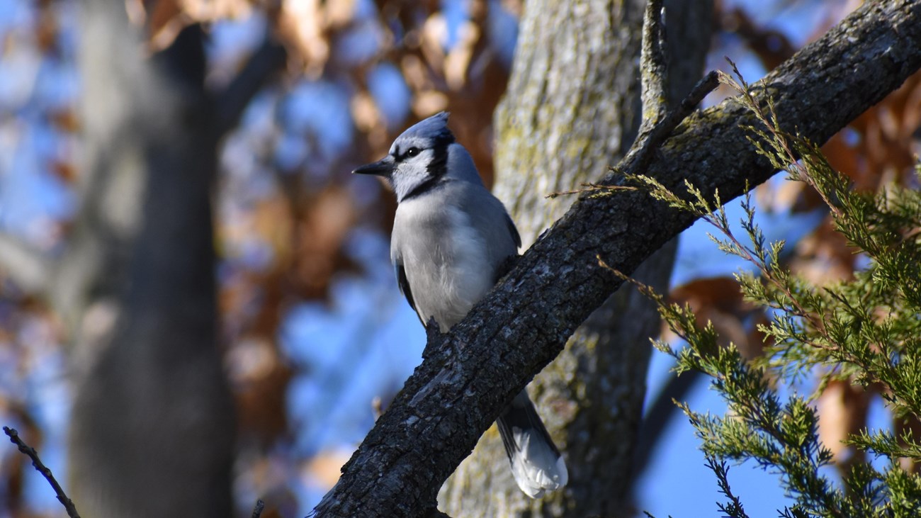 A blue jay perches on a tree branch and looks left. White feathers on its face glow in the sunlight.
