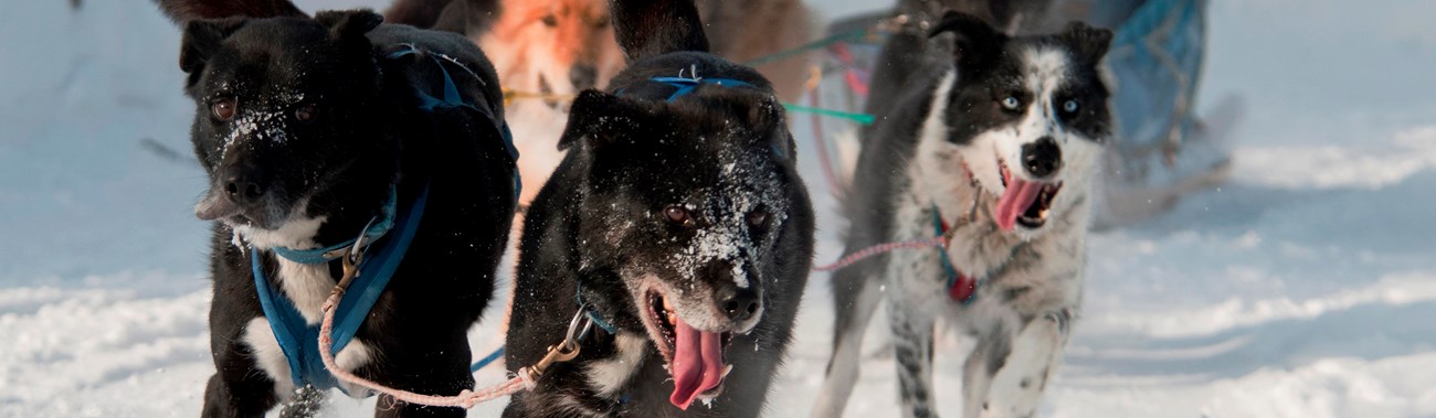 a team of dogs pulling a sled