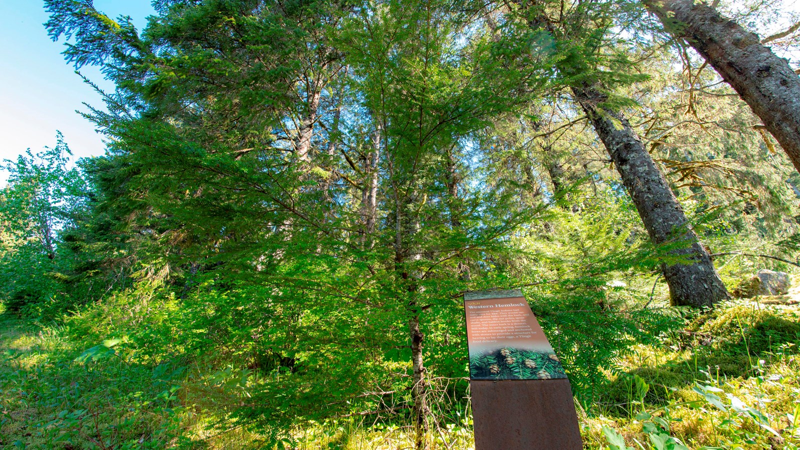 Small hemlock tree and info sign. Sign text is copied on this page.