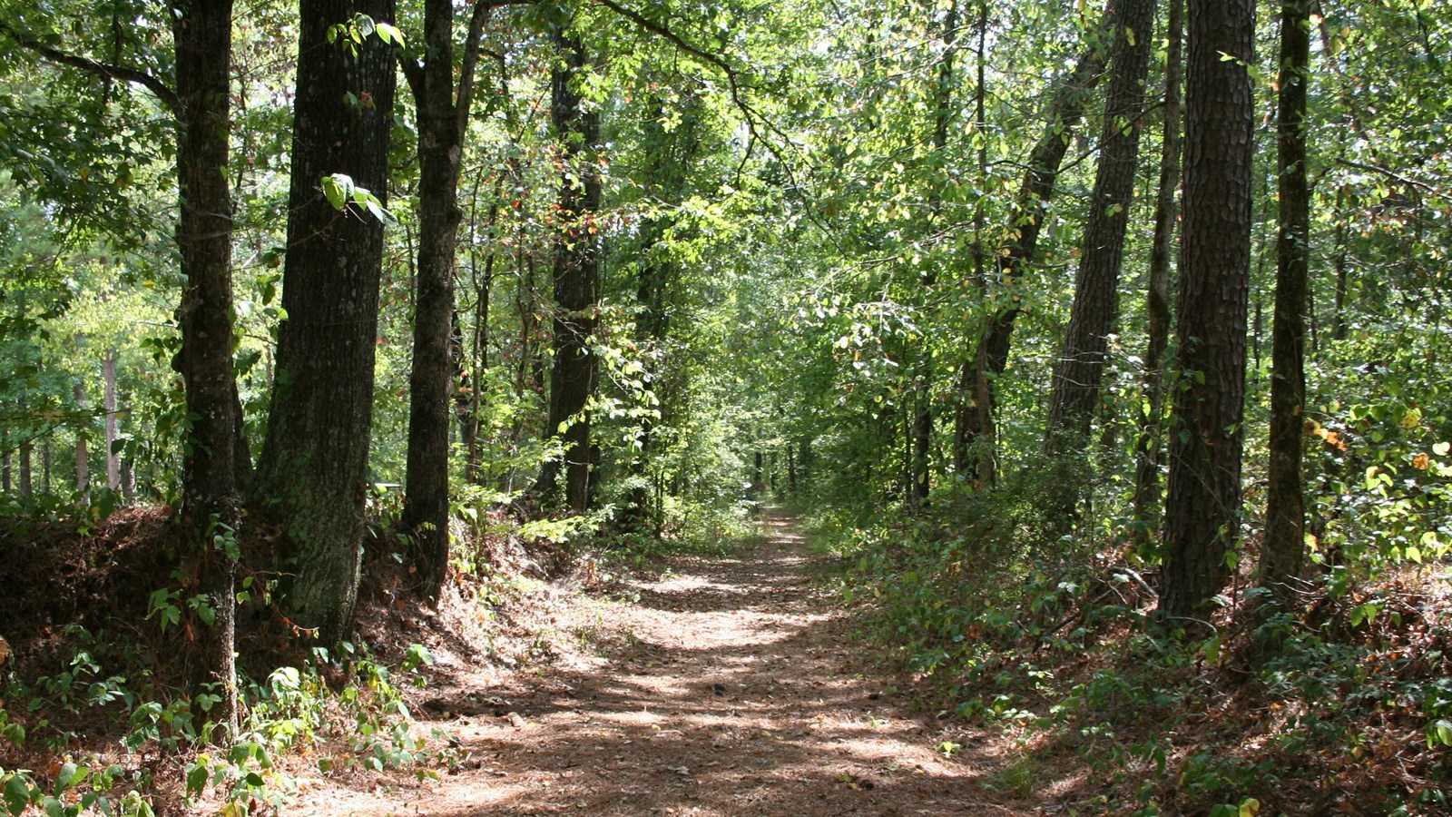 The Old Trace trail goes through the forest away from viewer. Green leaves hang from trees on sides