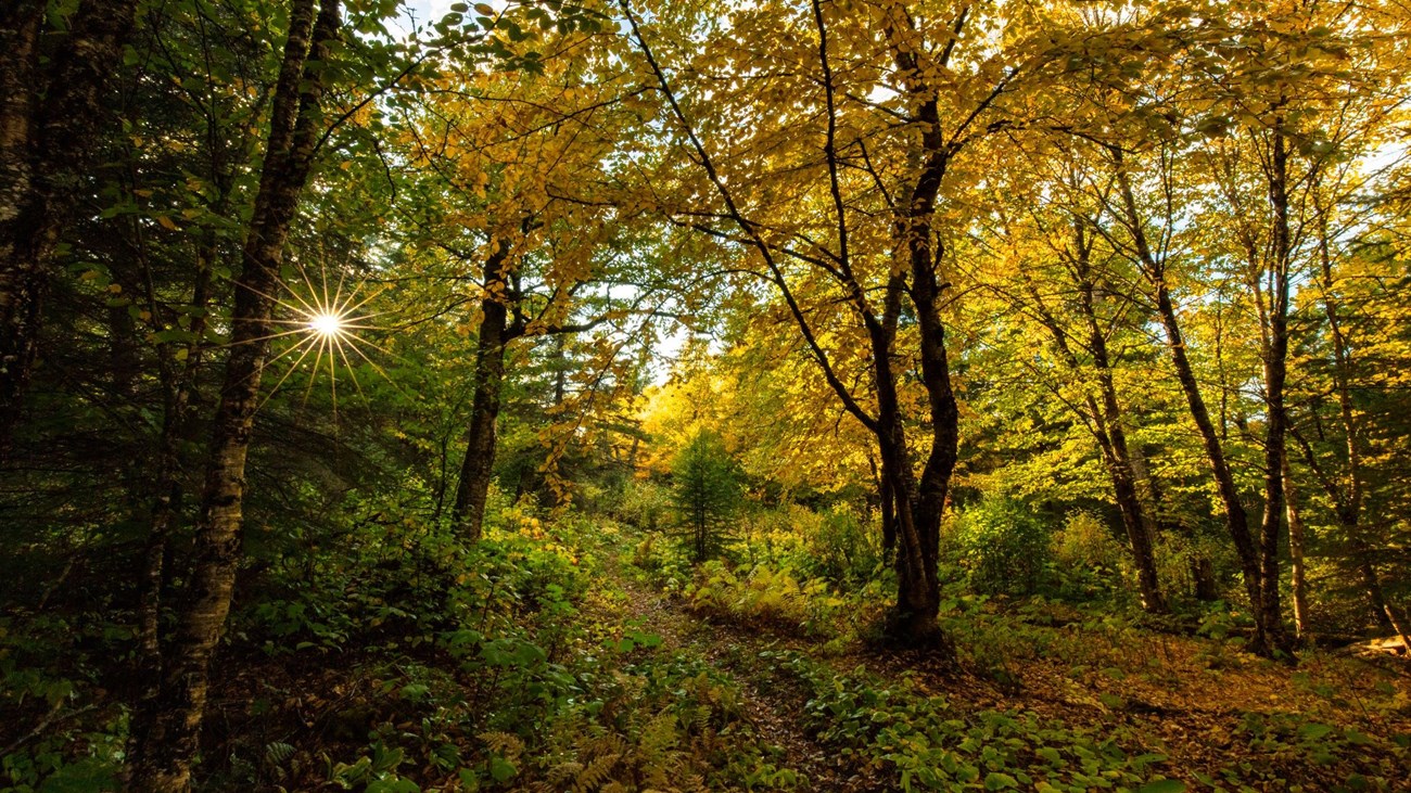 A trail weaves through a forest during the fall as the sun peaks through the trees. 