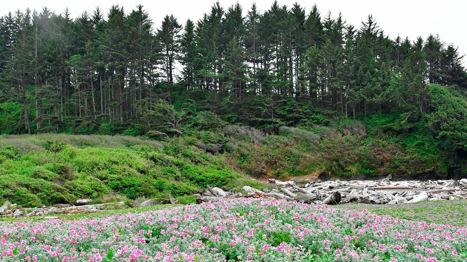 Pink beach flowers in foreground and forests on a hill