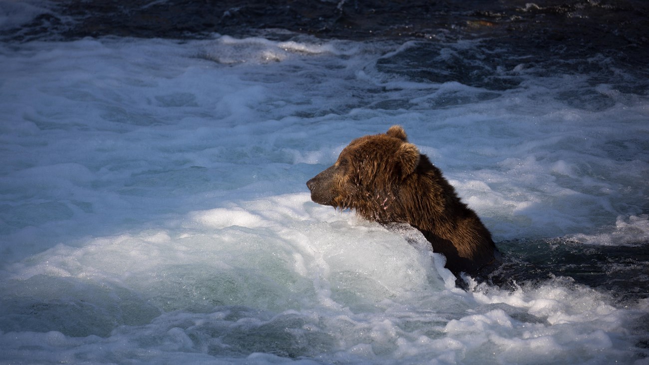 A bear head above white, frothy water