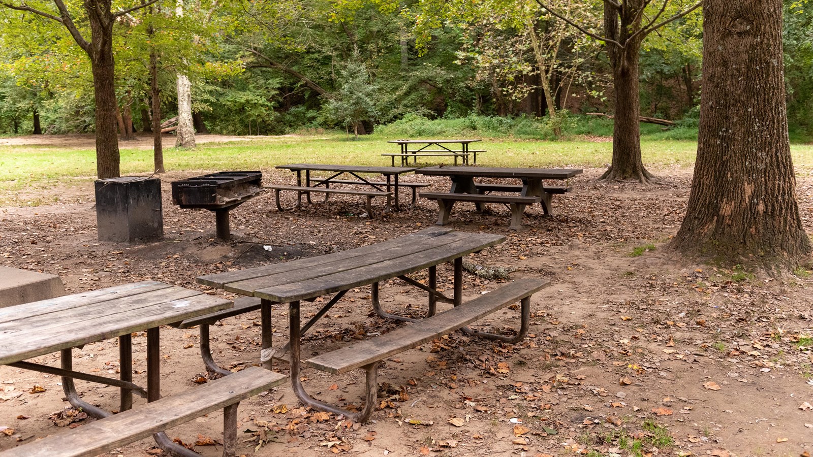 Four picnic benches in a wooded area.