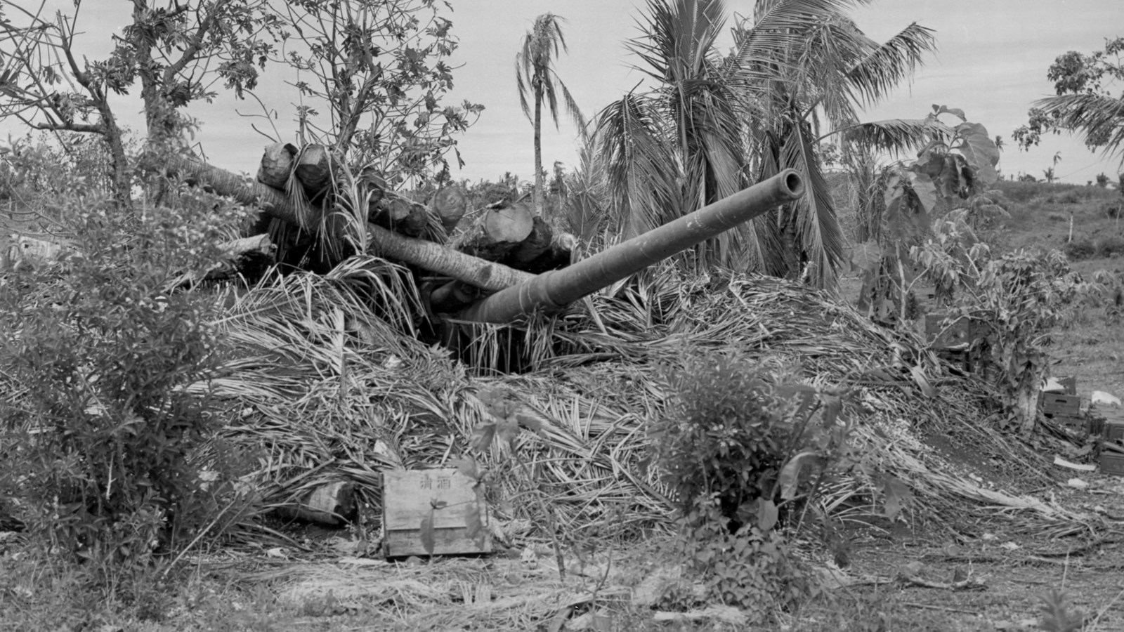 The long barrel of a weapon emerging from makeshift camouflage made from piled palm fronds & trunks