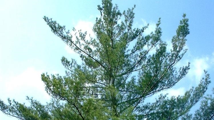 Large pine tree against a cloudy sky