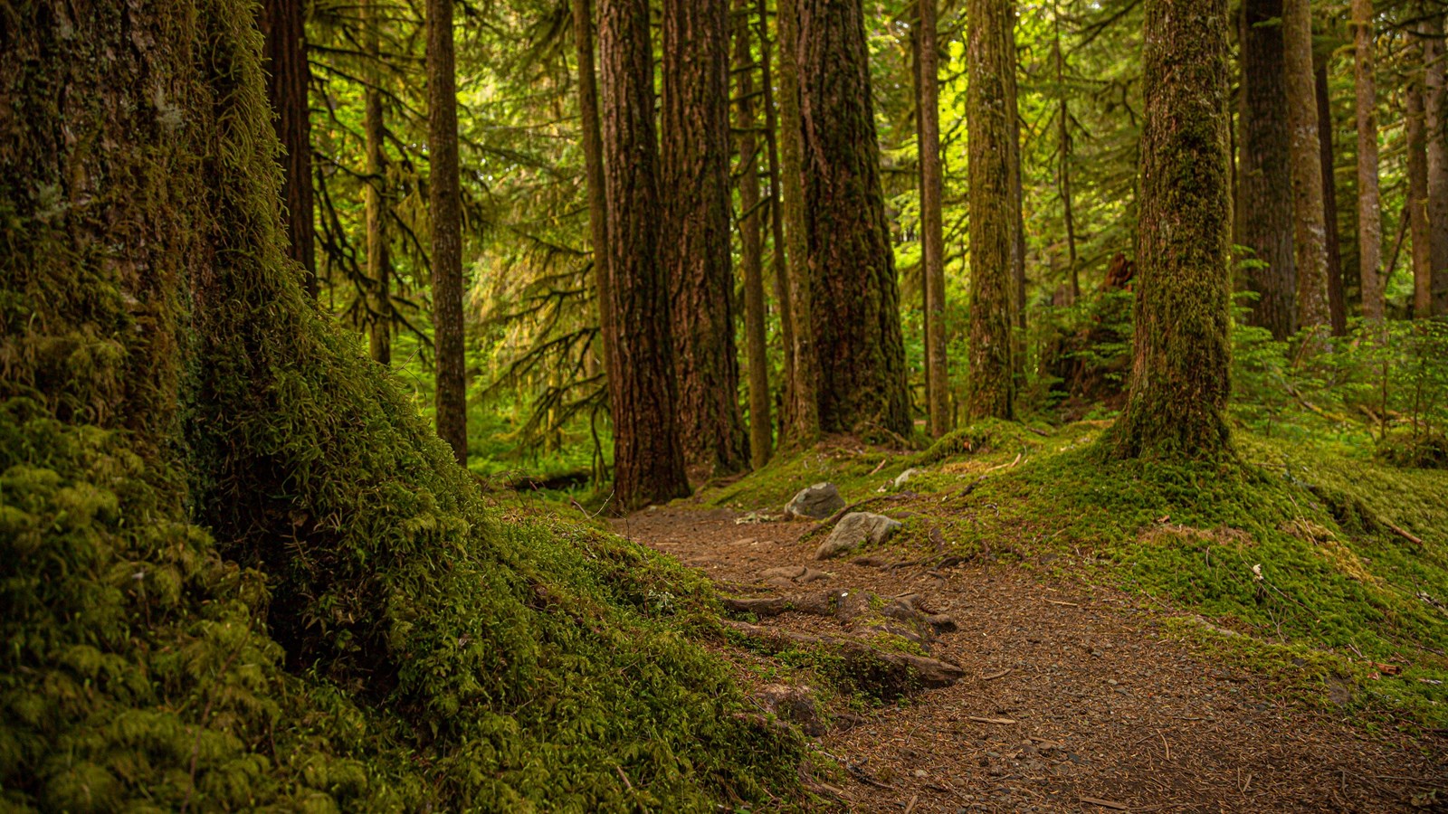 A sun dirt trail among tall trees and sun dappled moss