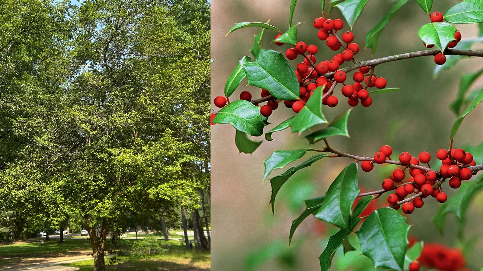 Two photos: the left of a small holly tree and the right of spiky leaves and clusters of red berries