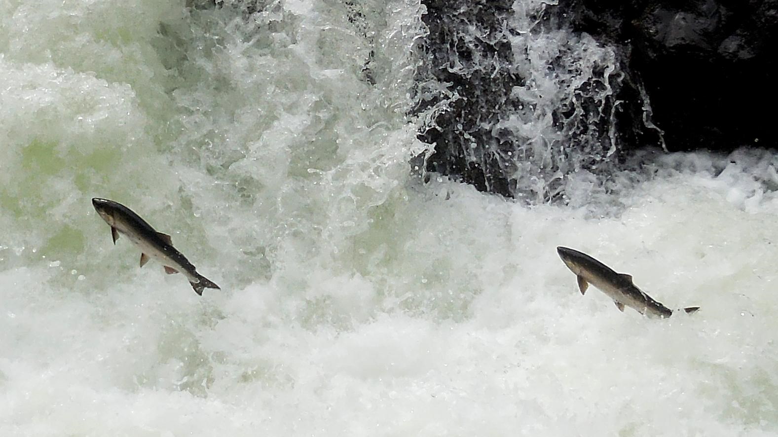 Two salmon leaping in cascading water