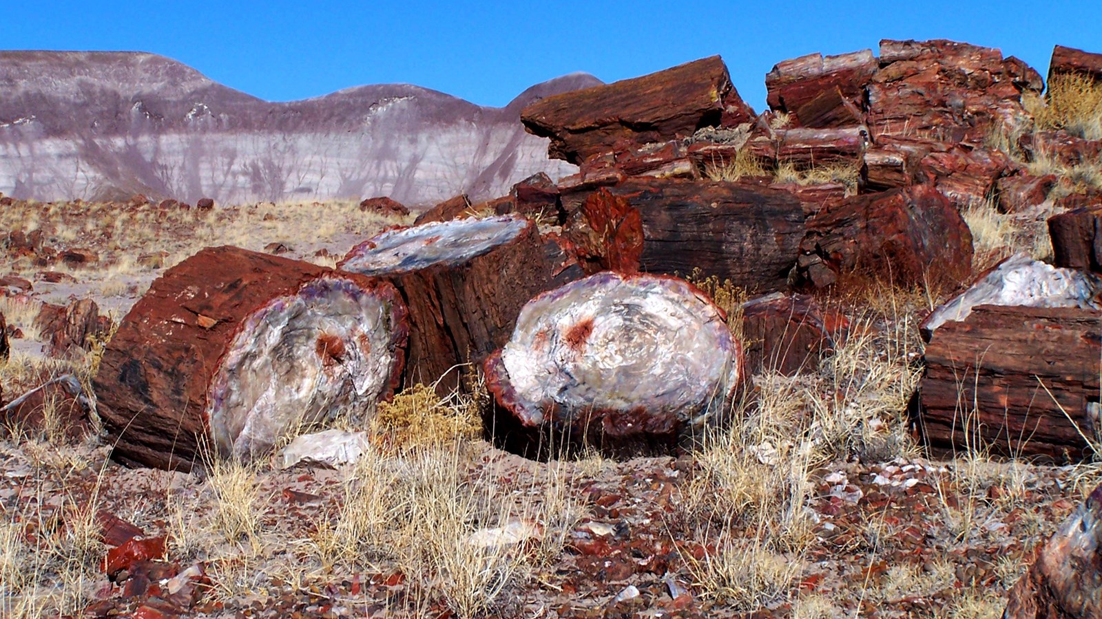 Brightly colored petrified wood with gray badlands in background