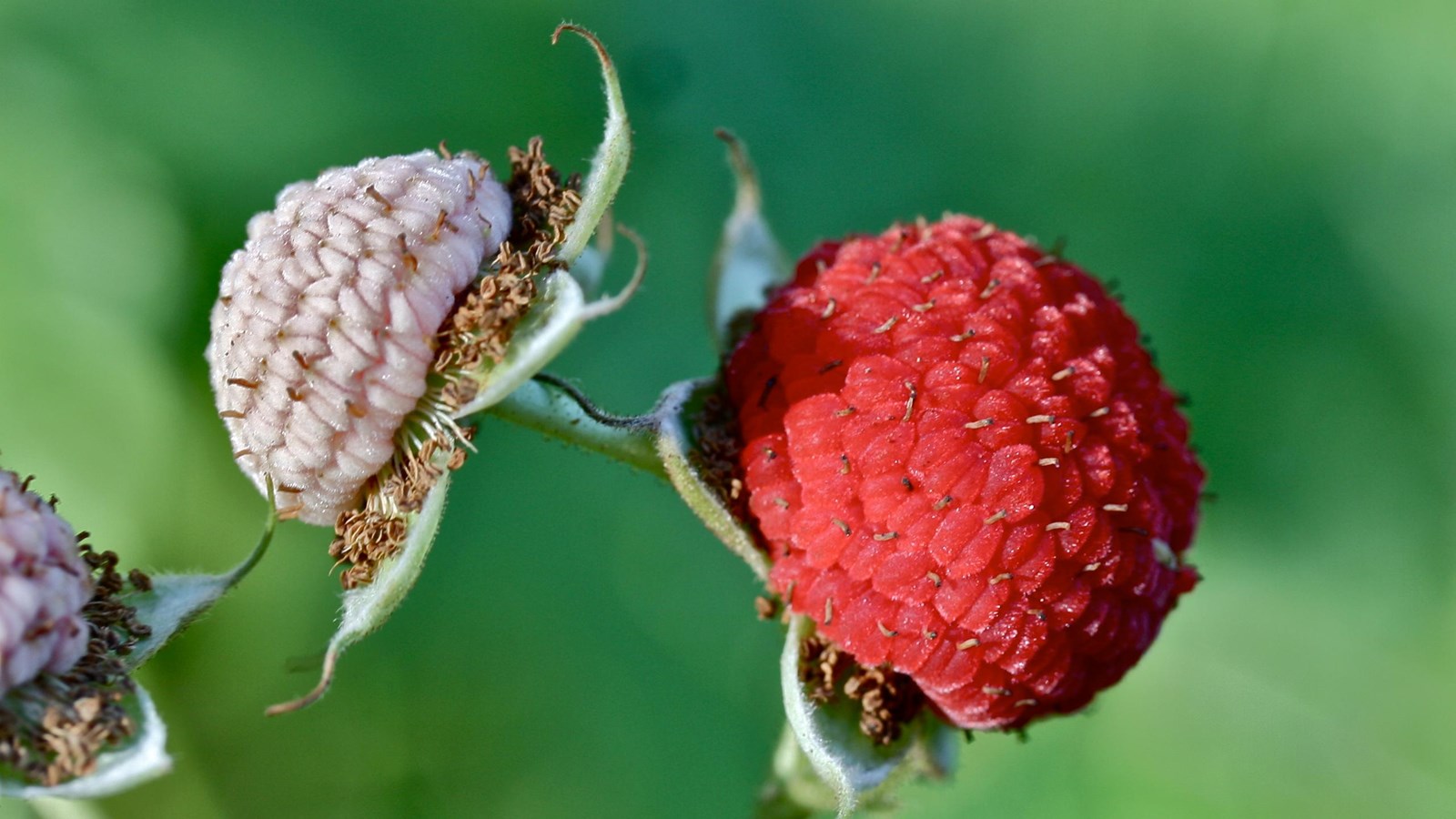 A red thimbleberry next to an unripe white berry.