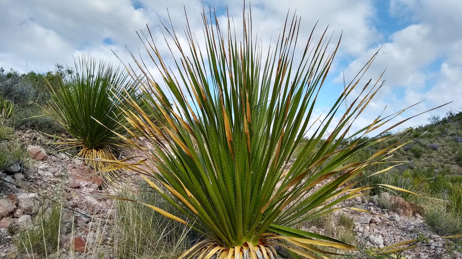 A plant with hundreds of long, thin leaves with serrated edges growing from a central location.
