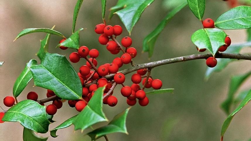 Spiky green leaves and clusters of bright red berries on a tree branch