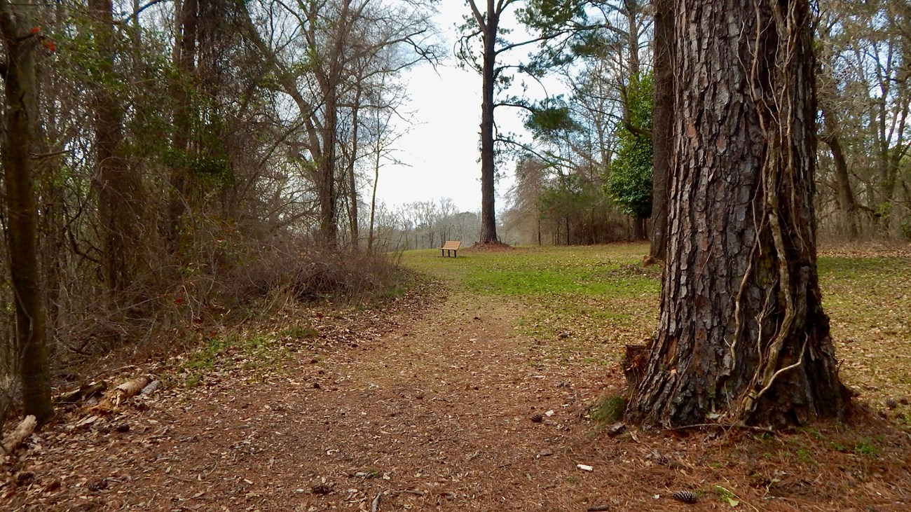 A grassy path through woods with a bench in the distance.