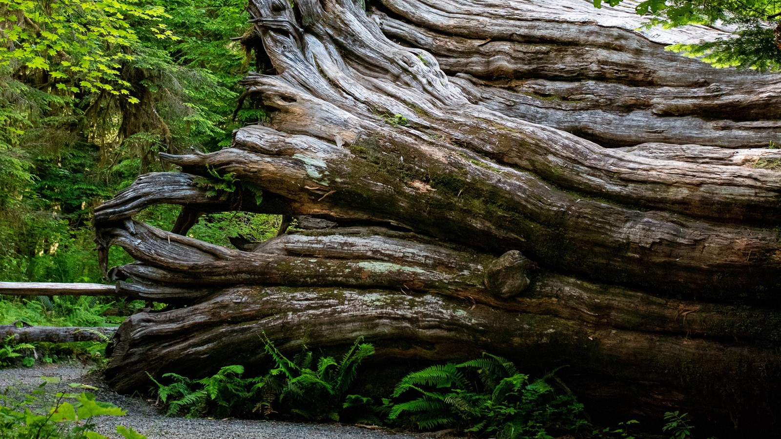 A massive fallen tree