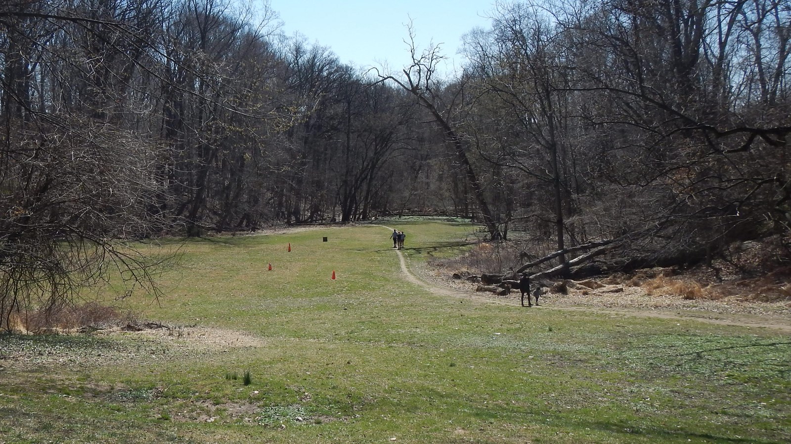 An open green-space surrounded by trees