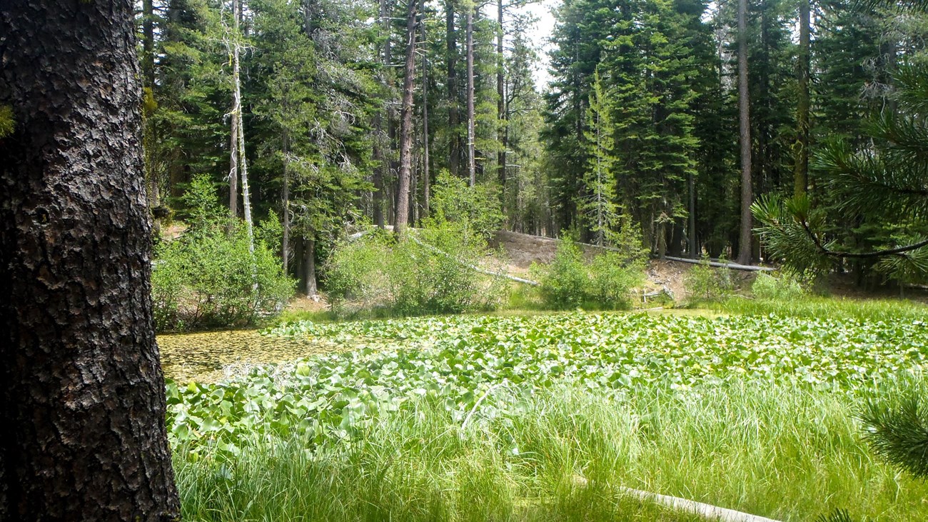 A pond covered in green plants lined by grass and surrounded by conifers.