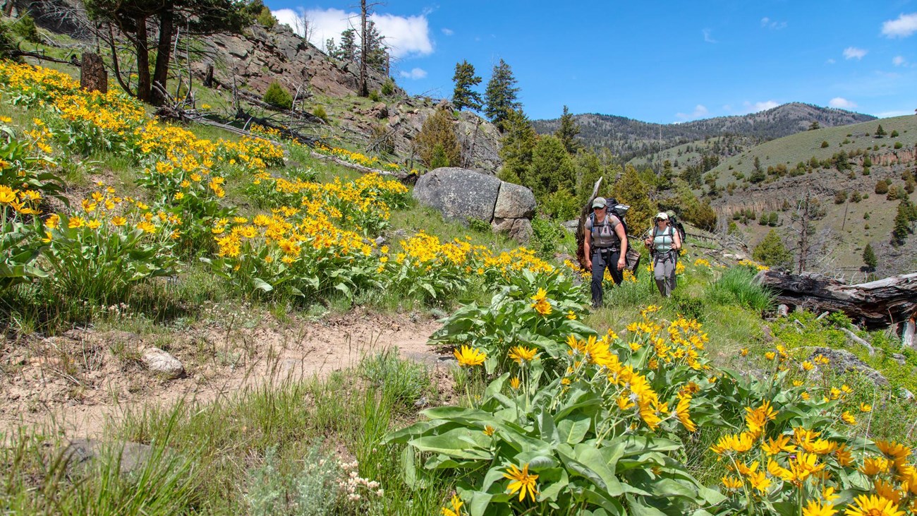 Two people hike through a field of yellow flowers along the side of a slope.