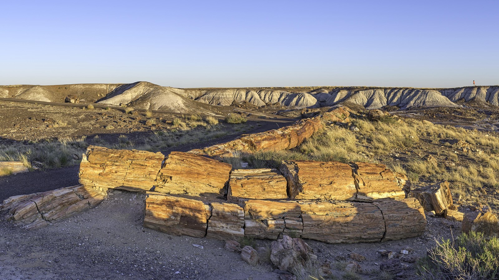 Multiple tan petrified logs gather along the Crystal Forest Trail under a blue sky.