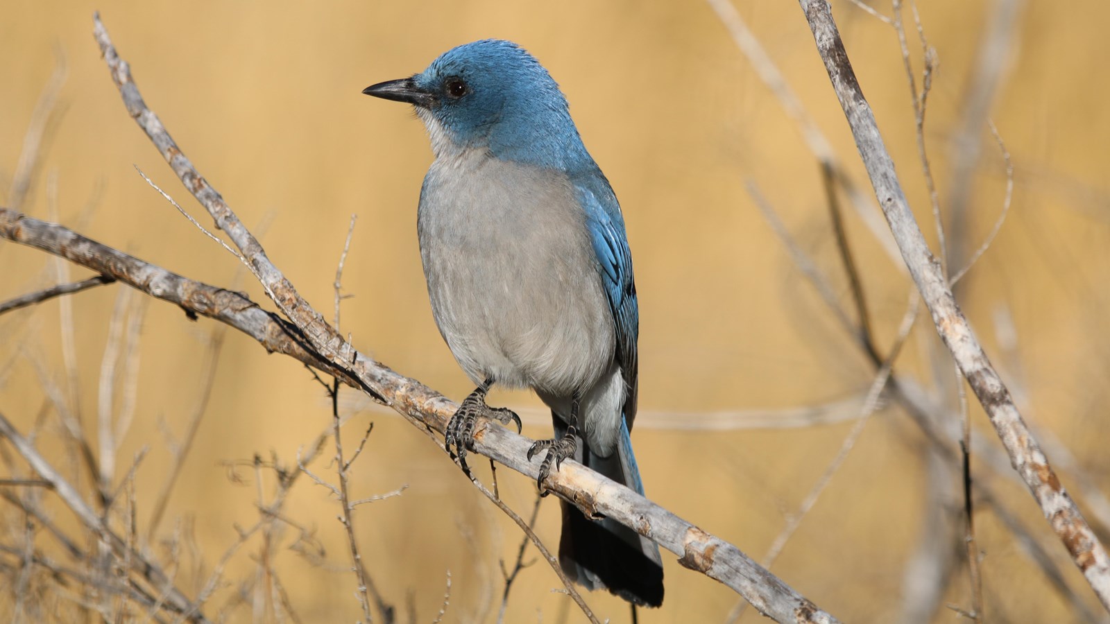 A bird with a white chest and bright blue back sits on a small tree limb.